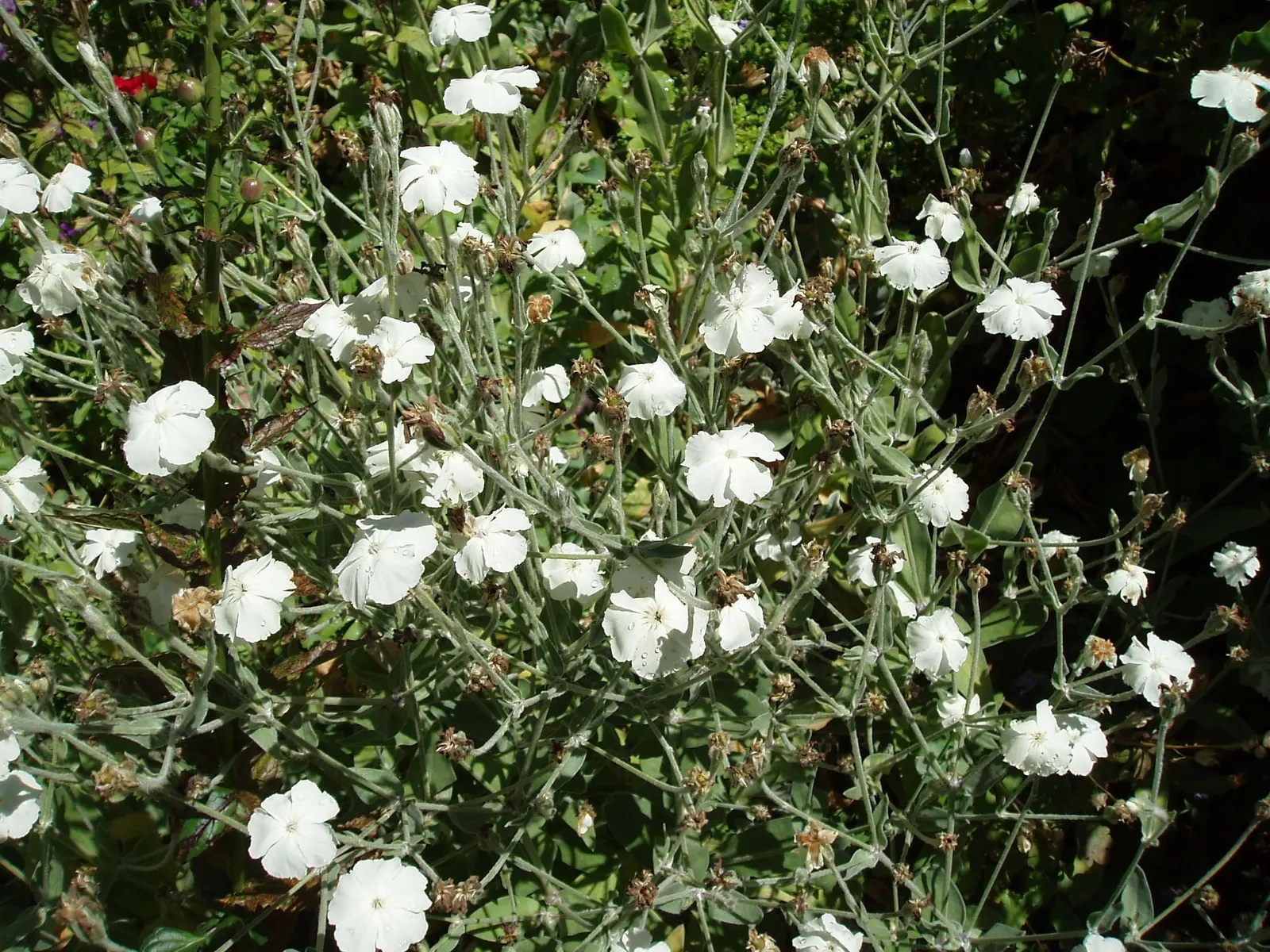 Rose Campion (Lychnis Coronaria) — enhancing the garden's ecological value.<br><br>Whether used in mass plantings or as accent points; encourage, image 119