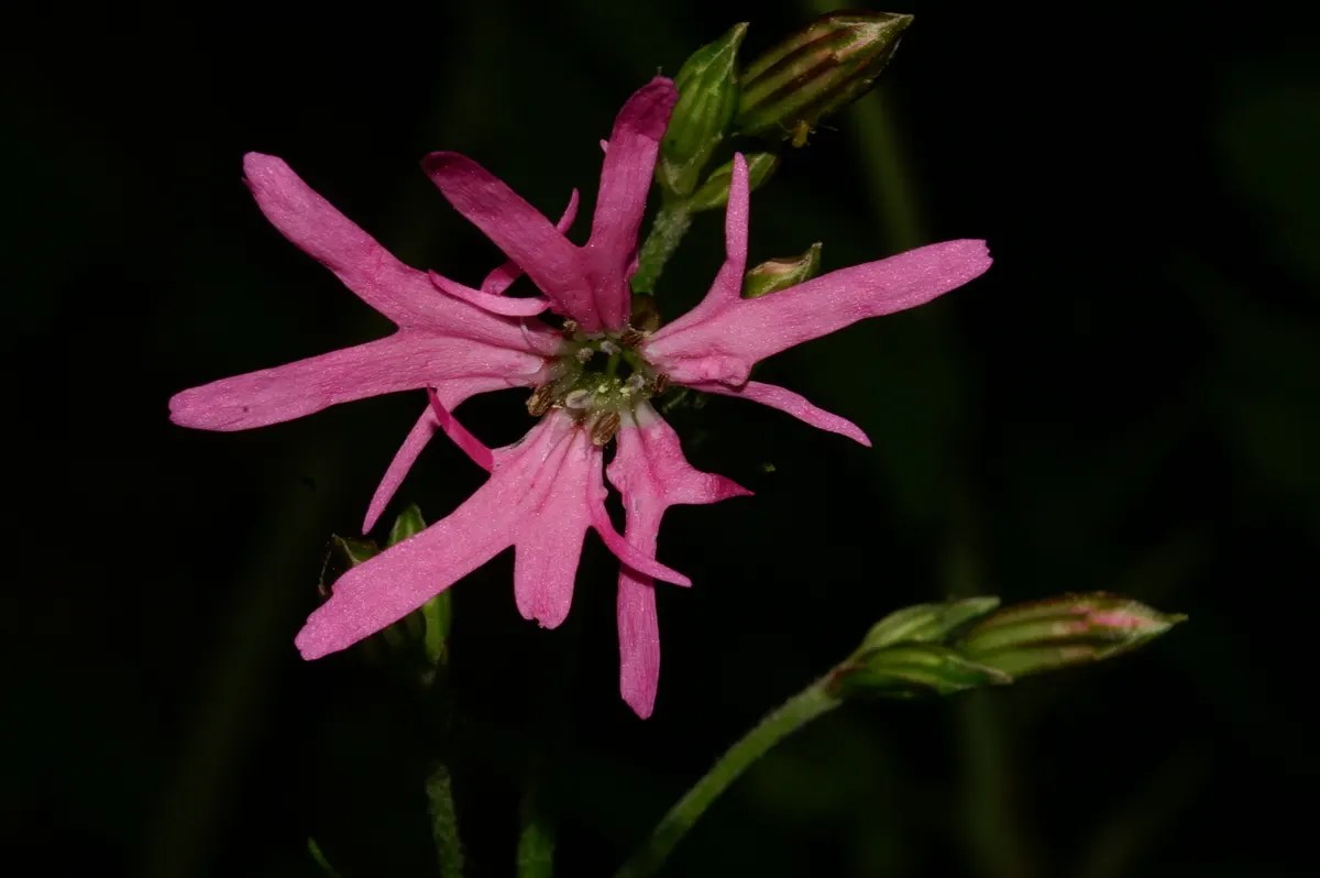 Rose Campion (Lychnis Coronaria) — to create a tableau of varying textures and hues; lychnis coronaria's visual appeal is undeniable, image 84