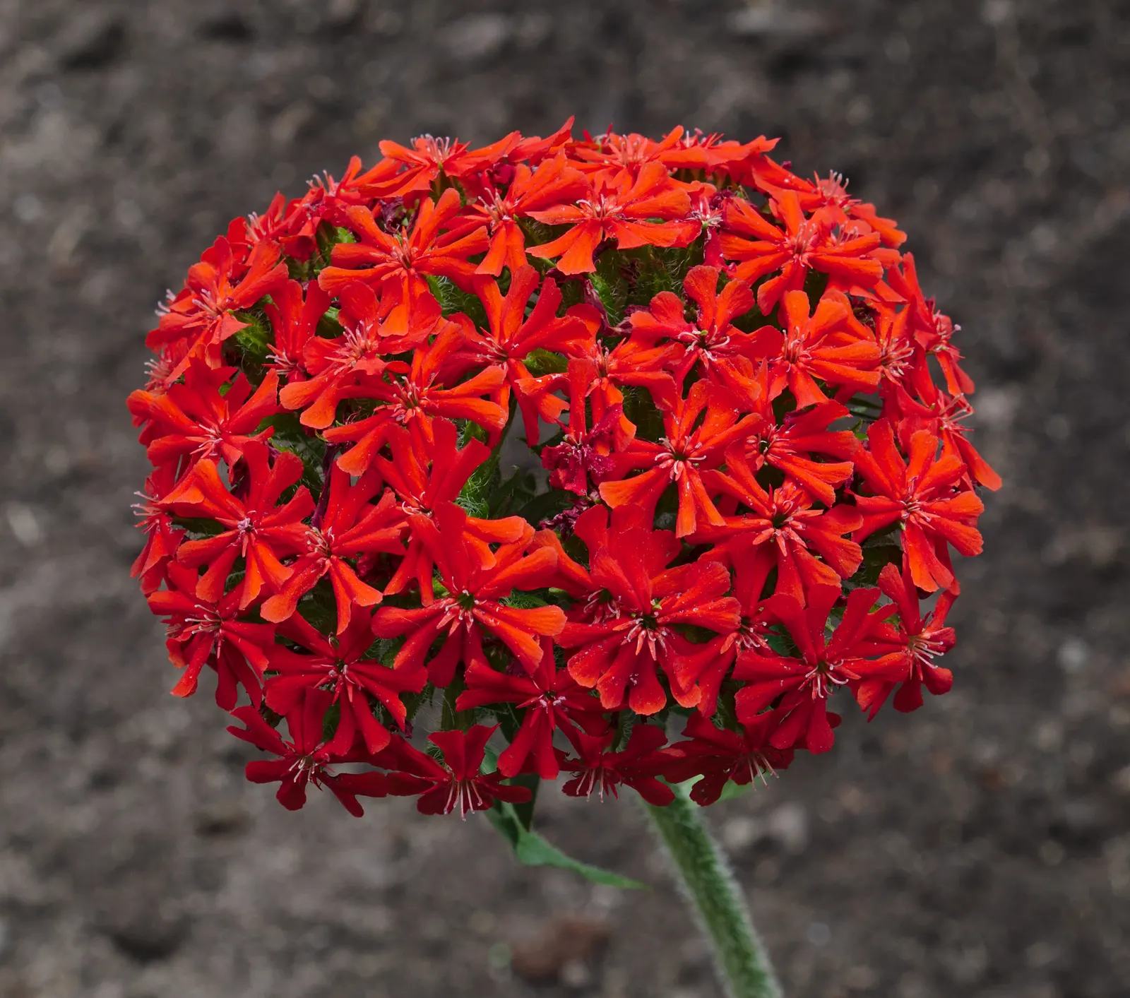 Rose Campion (Lychnis Coronaria) — Drought-tolerant once established, making it a low-maintenance choice for impactful color; it is notably, image 69
