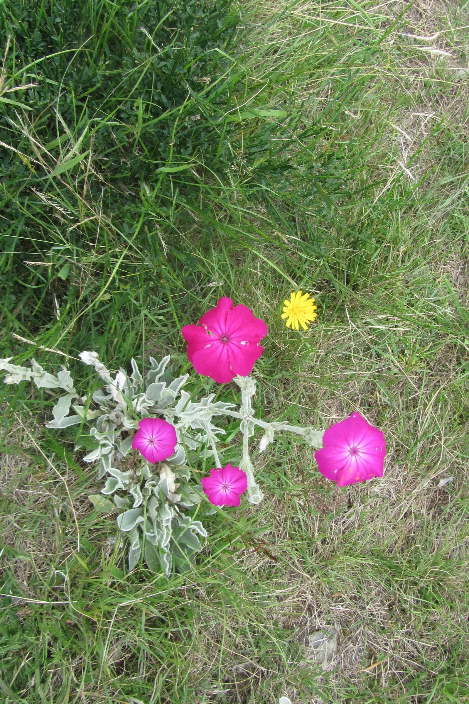 Rose Campion (Lychnis Coronaria) — The plant self-seeds readily; regular deadheading can help prolong blooming and maintain a tidy appearance, image 79