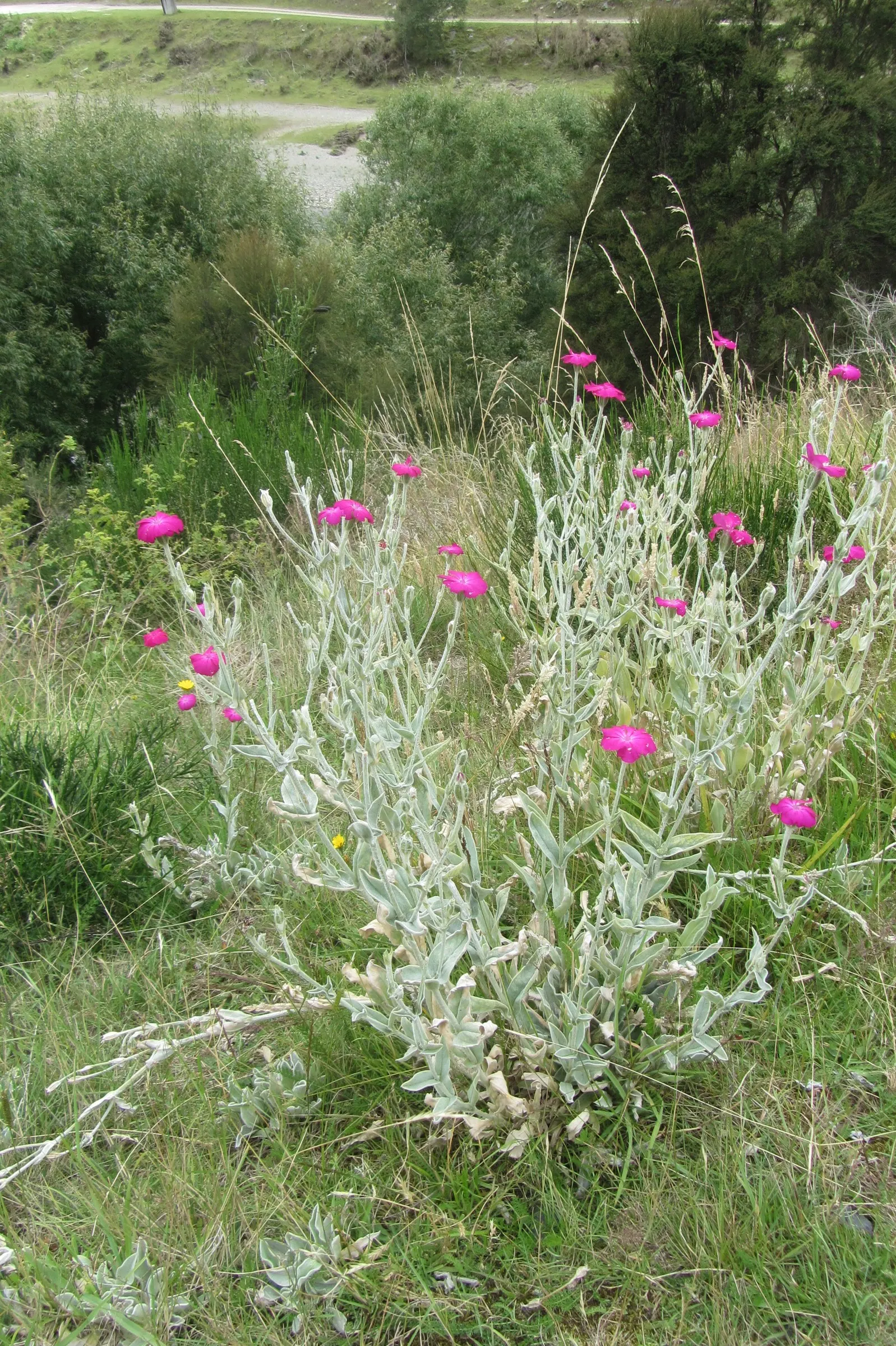 Rose Campion (Lychnis Coronaria) — as the vivid blossoms are attractive to bees and butterflies; the plant self-seeds readily