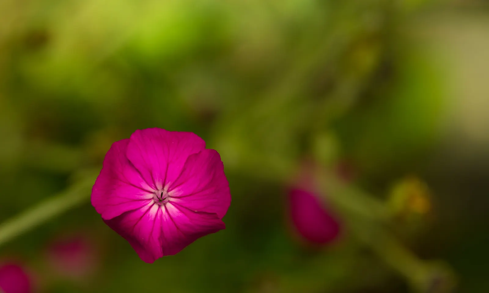 Rose Campion (Lychnis Coronaria) — such as Echinacea or Salvia; consider pairing them with other perennials that complement their striking foliage