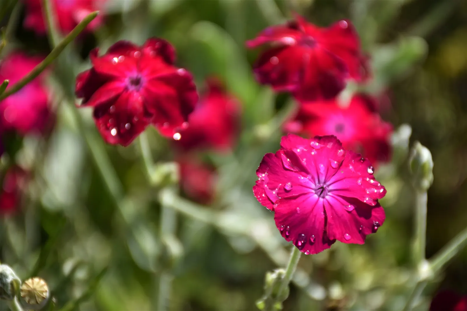 Rose Campion (Lychnis Coronaria) — perennial for full or half