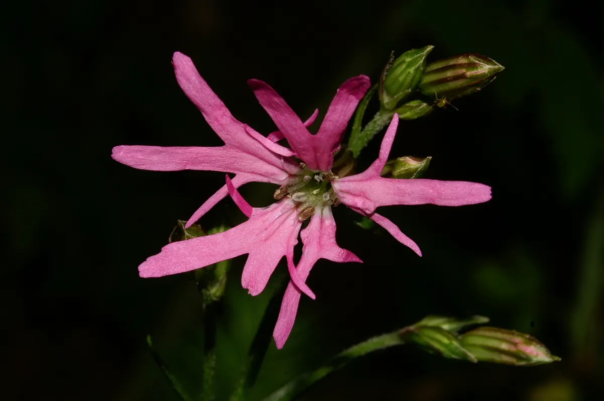 Rose Campion (Lychnis Coronaria) — Rose Campion performs best when planted in full sun to partial shade; it typically reaches 2-3 feet in height, image 76