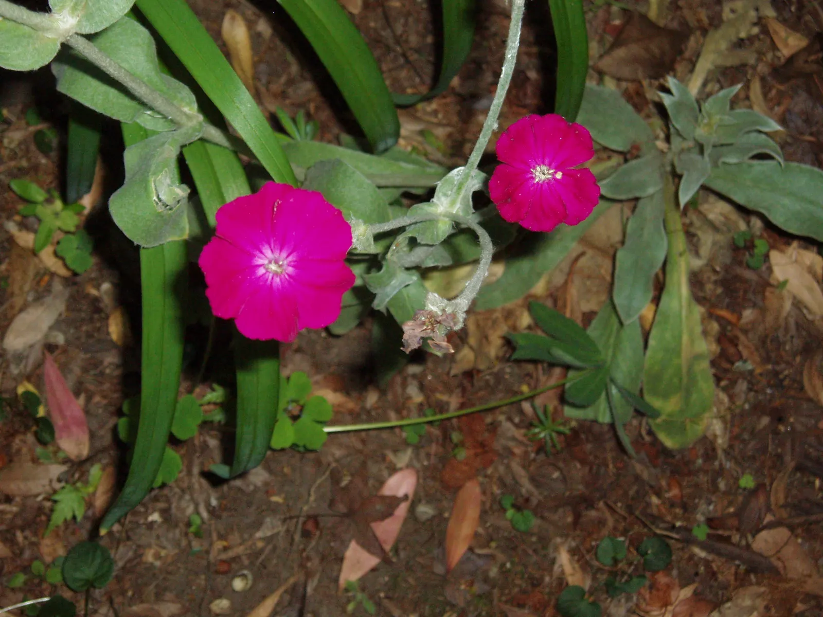 Rose Campion (Lychnis Coronaria) — it creates a stunning contrast against the intense crimson or magenta blooms that arise in early summer; it, image 134