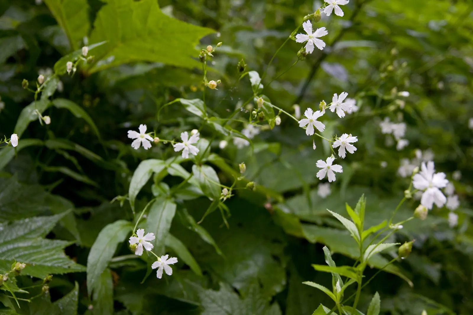 Rose Campion (Lychnis Coronaria) — with a spread of about 1 to 1.5 feet
