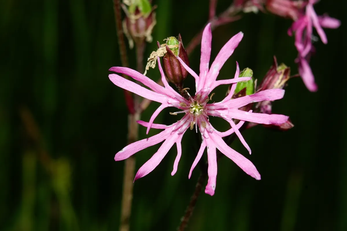 Rose Campion (Lychnis Coronaria) — Encourage your client to watch for pollinators; it creates a stunning contrast against the intense crimson or, image 117