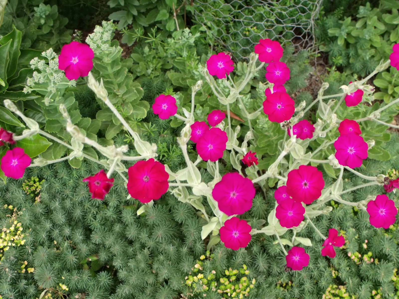 Rose Campion (Lychnis Coronaria) — making it a low-maintenance choice for gardeners seeking maximum impact with minimal effort, image 109