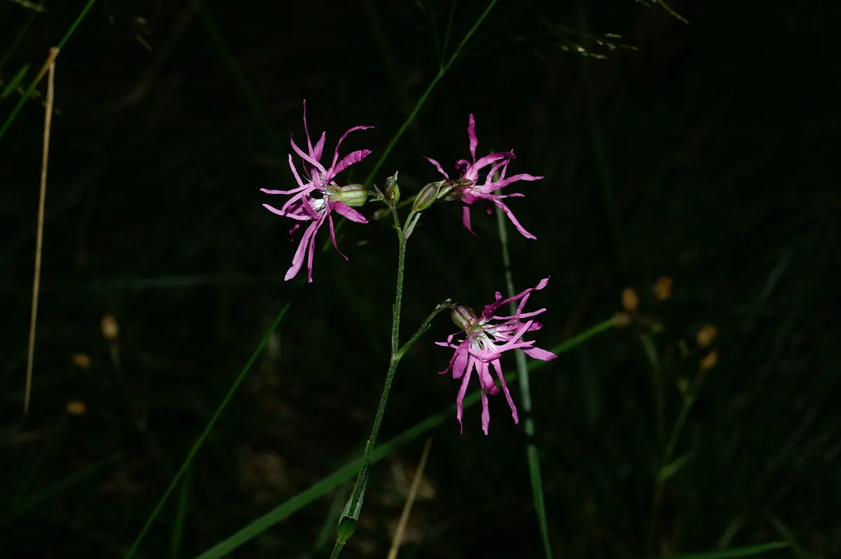 Rose Campion (Lychnis Coronaria) — Drought-tolerant once established, making it a low-maintenance choice for impactful color; it is notably drought-tolerant