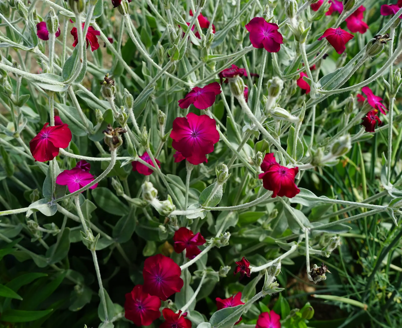 Rose Campion (Lychnis Coronaria) — such as Echinacea or Salvia; consider pairing them with other perennials that complement their striking foliage, image 114