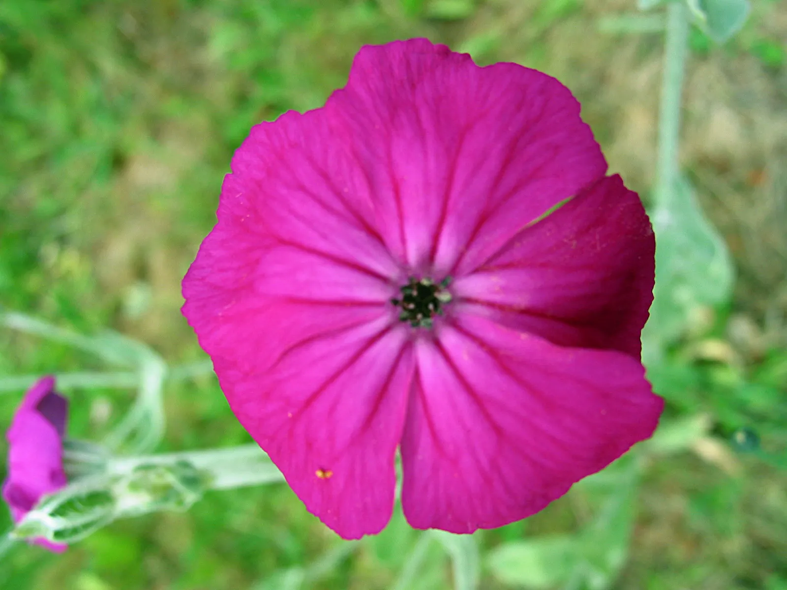 Rose Campion (Lychnis Coronaria) — to create a tableau of varying textures and hues; lychnis coronaria's visual appeal is undeniable