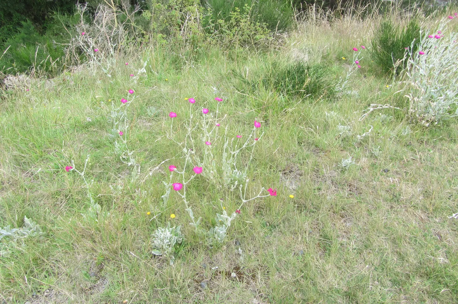 Rose Campion (Lychnis Coronaria) — making it a low-maintenance choice for gardeners seeking maximum impact with minimal effort, image 140