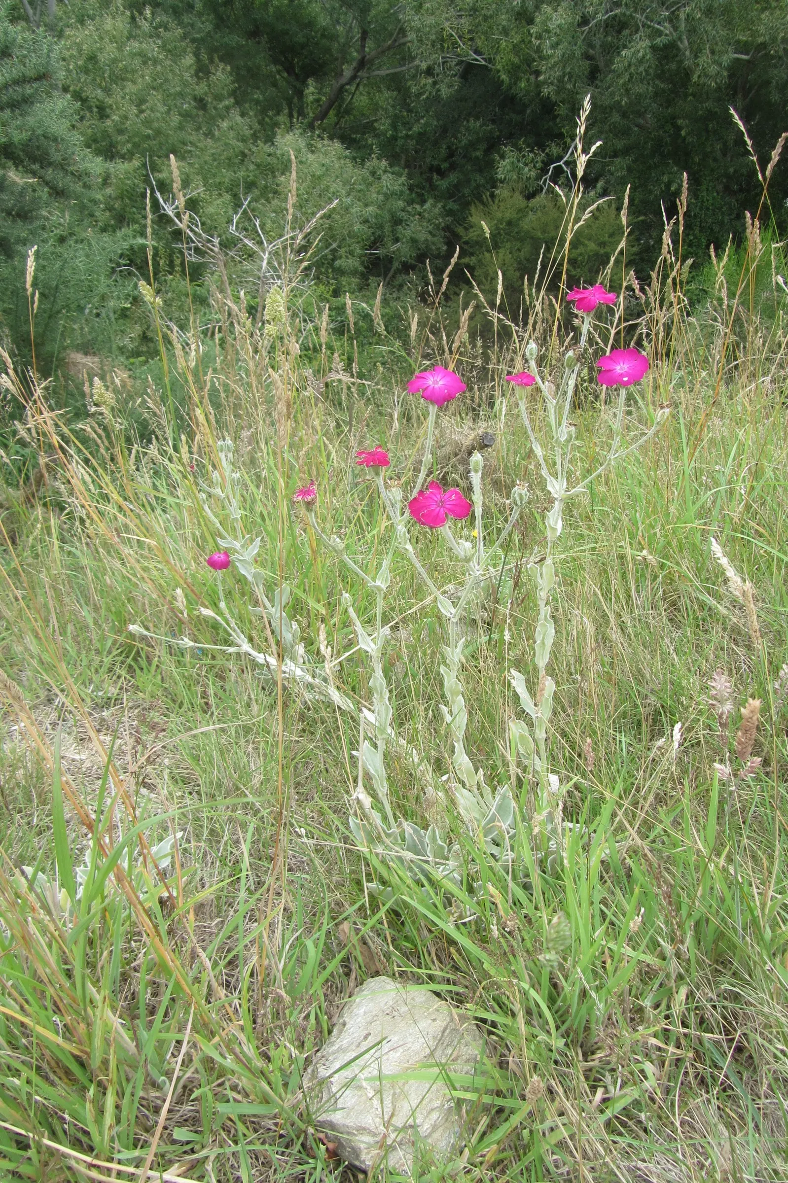 Rose Campion (Lychnis Coronaria) — it creates a stunning contrast against the intense crimson or magenta blooms that arise in early summer; it, image 103