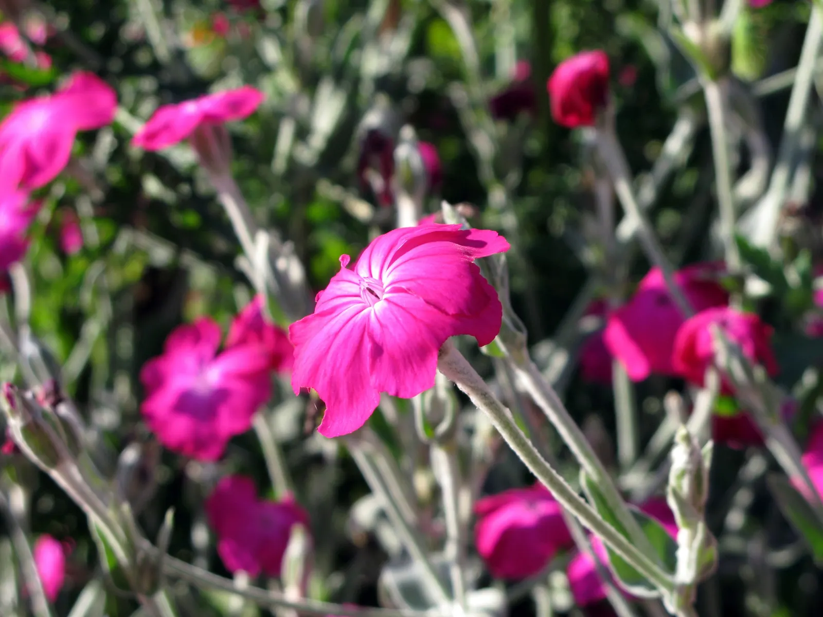 Rose Campion (Lychnis Coronaria) — it creates a stunning contrast against the intense crimson or magenta blooms that arise in early summer
