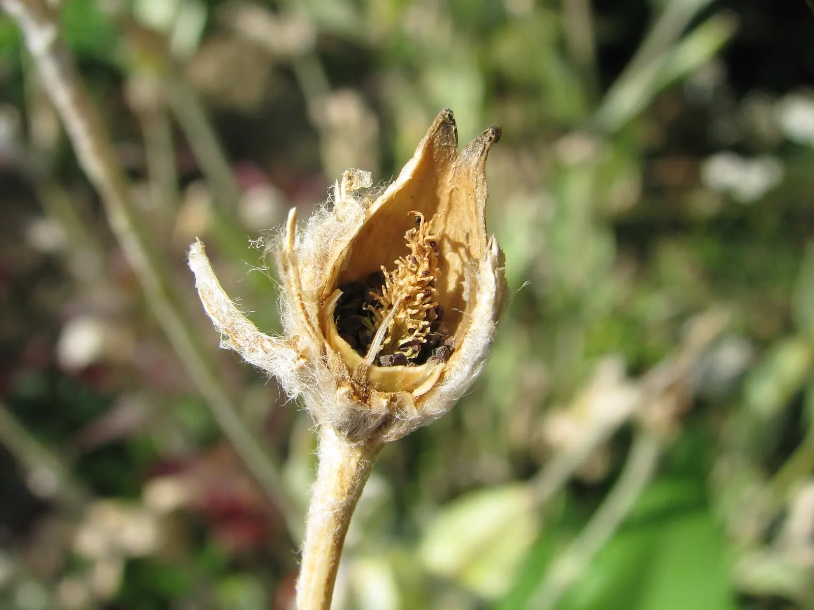 Rose Campion (Lychnis Coronaria) — The plant self-seeds readily; regular deadheading can help prolong blooming and maintain a tidy appearance