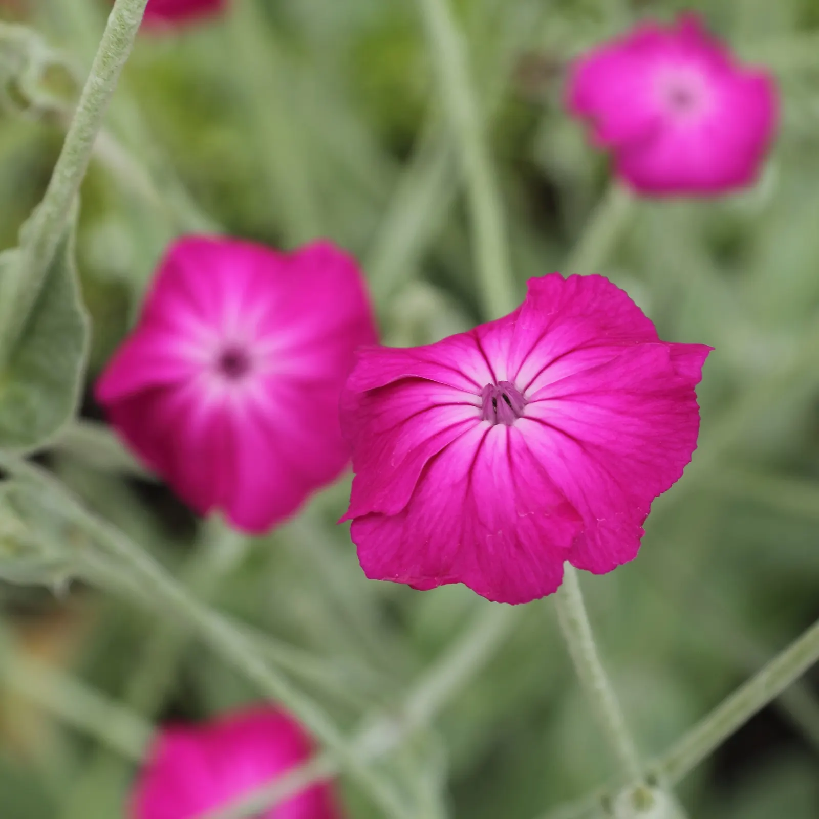 Rose Campion (Lychnis Coronaria) — Rose Campion performs best when planted in full sun to partial shade; it typically reaches 2-3 feet in height, image 138