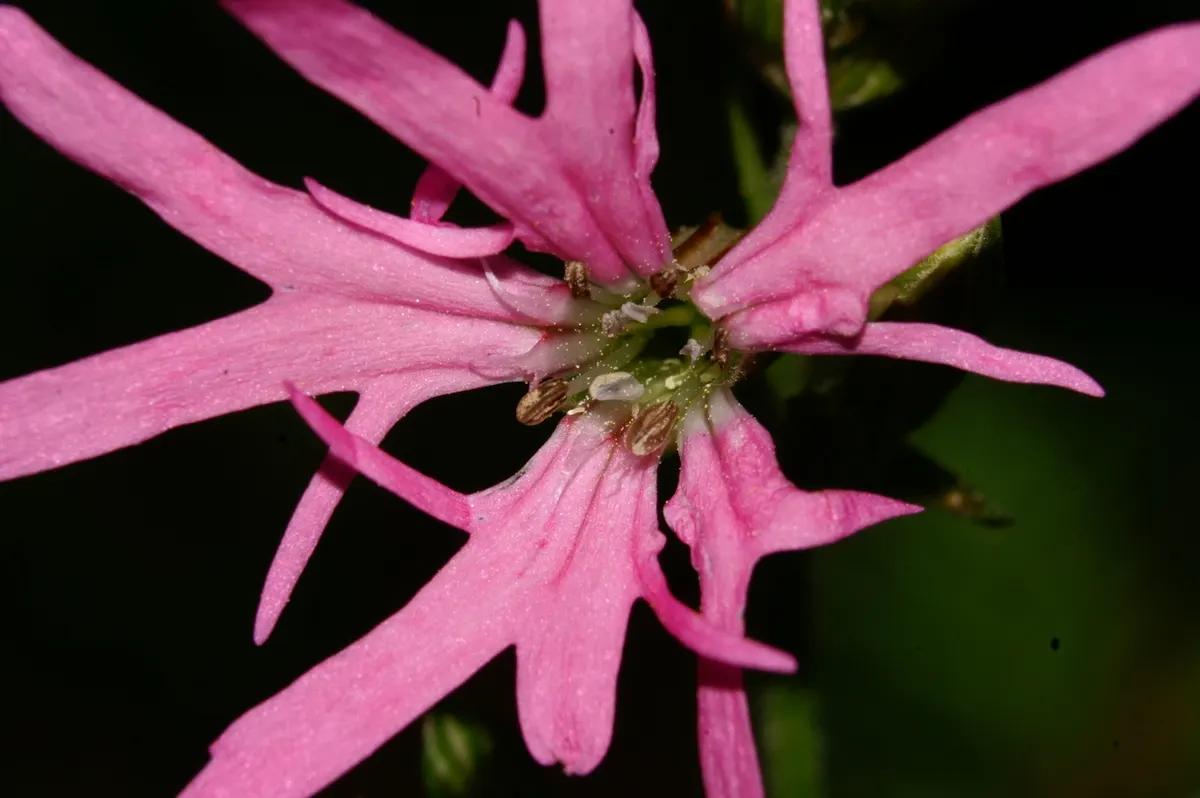 Rose Campion (Lychnis Coronaria) — making it a true standout in any garden composition; drought-tolerant once established, making it a low-maintenance choice
