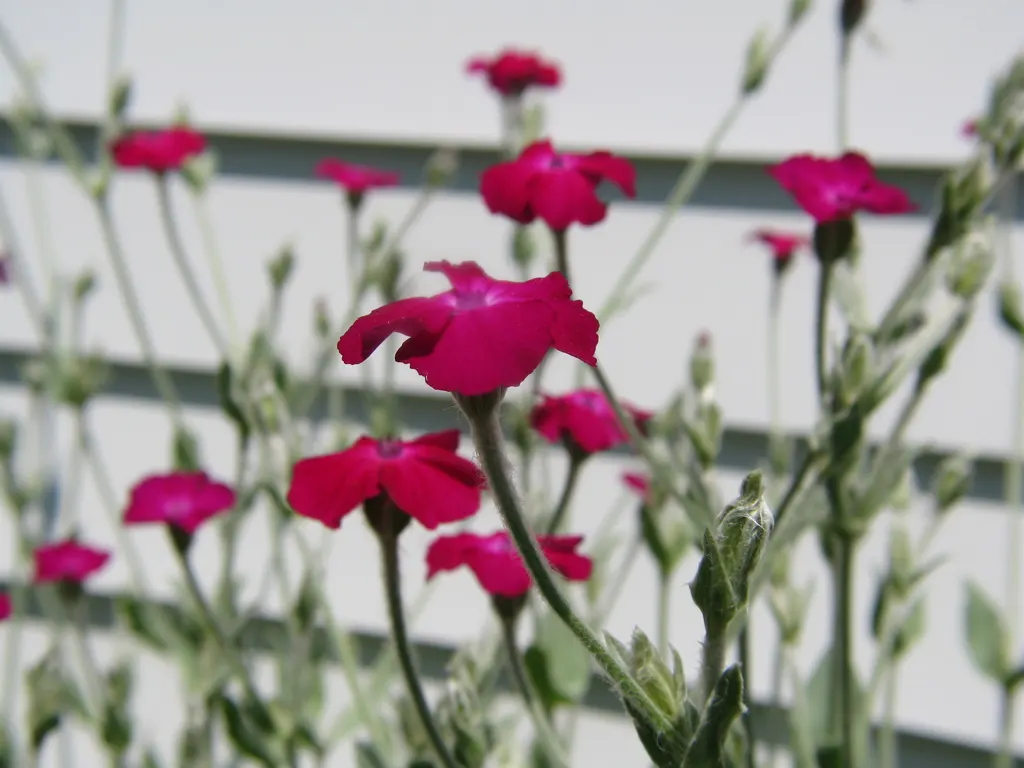 Rose Campion (Lychnis Coronaria) — it is notably drought-tolerant; is a striking perennial that can add a pop of vibrant color to any landscape, image 170