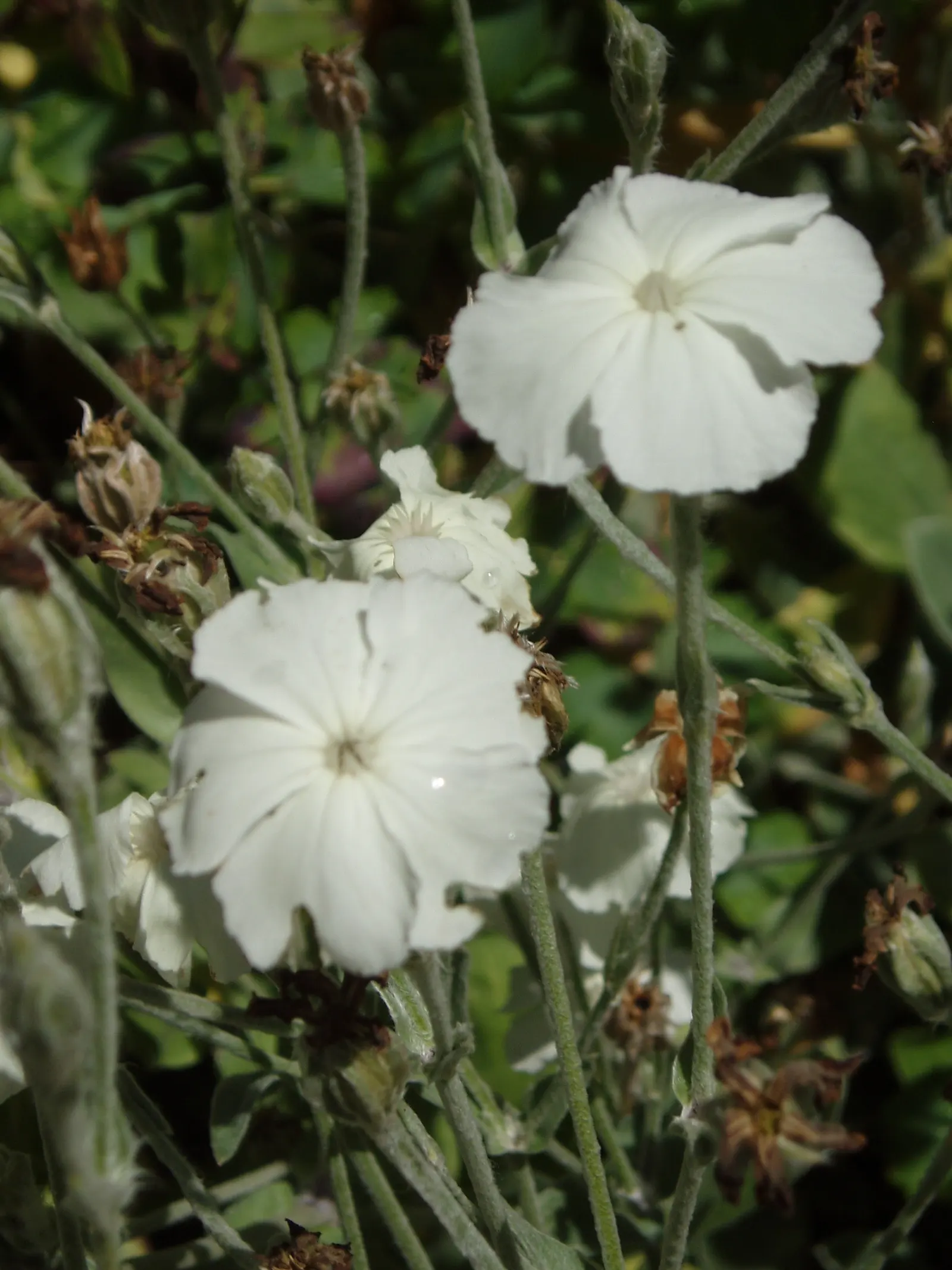 Rose Campion (Lychnis Coronaria) — perennial with red blooms; such as Echinacea or Salvia, image 154
