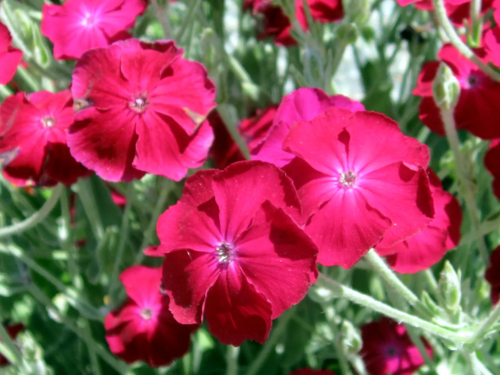 Rose Campion (Lychnis Coronaria) — making it a low-maintenance choice for gardeners seeking maximum impact with minimal effort, image 47