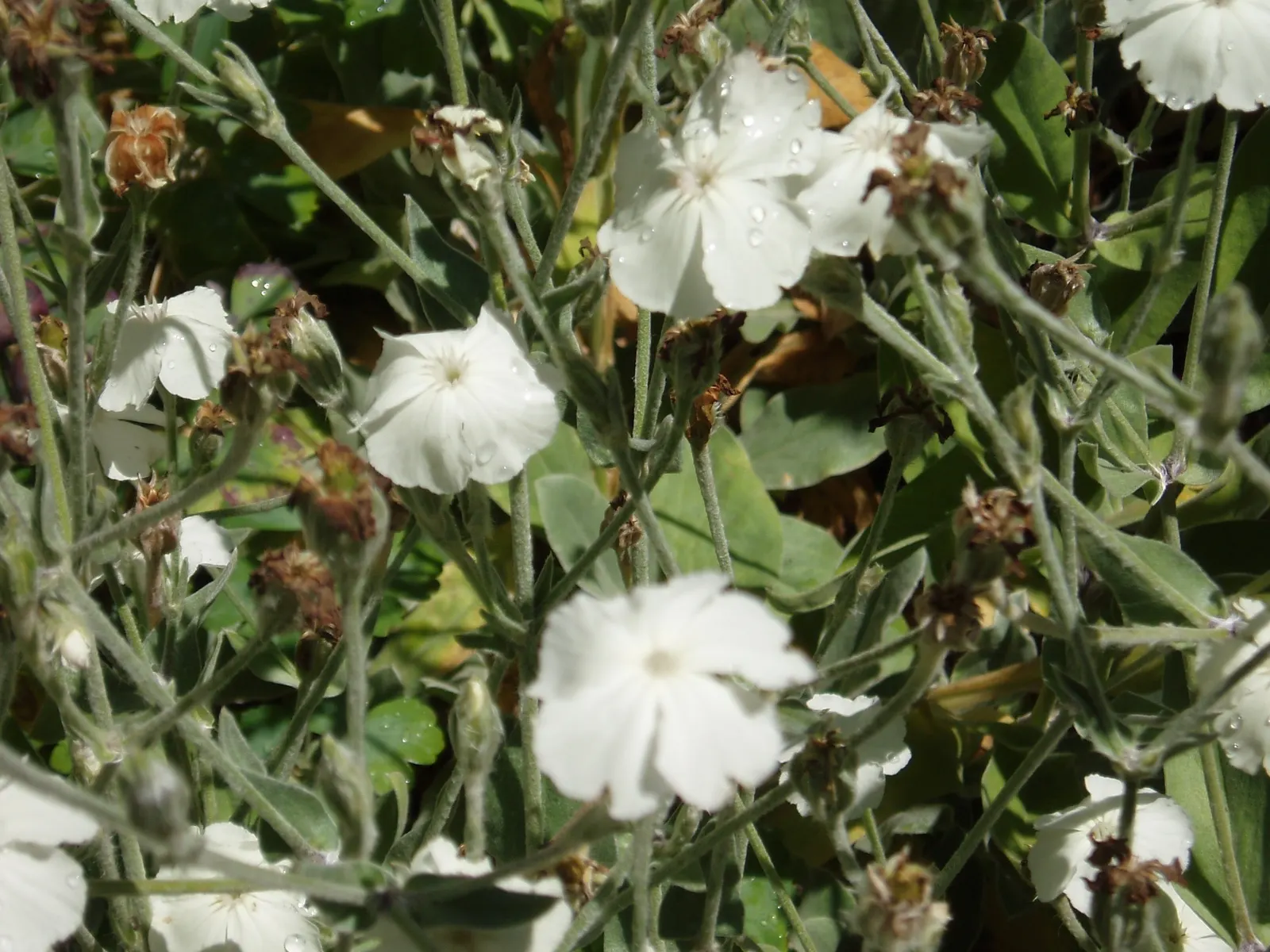 Rose Campion (Lychnis Coronaria) — Rose Campion (Lychnis coronaria) is a striking perennial with silvery-grey foliage and vibrant magenta blooms, image 156
