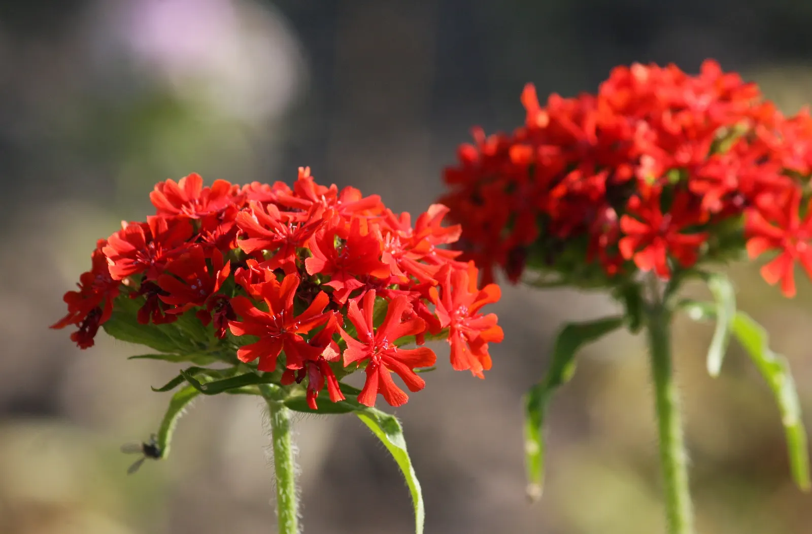 Rose Campion (Lychnis Coronaria) — consider pairing them with other perennials that complement their striking foliage; creating a visual spectacle in formal