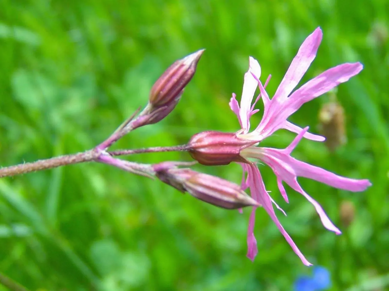 Rose Campion (Lychnis Coronaria) — The plant self-seeds readily; regular deadheading can help prolong blooming and maintain a tidy appearance, image 172