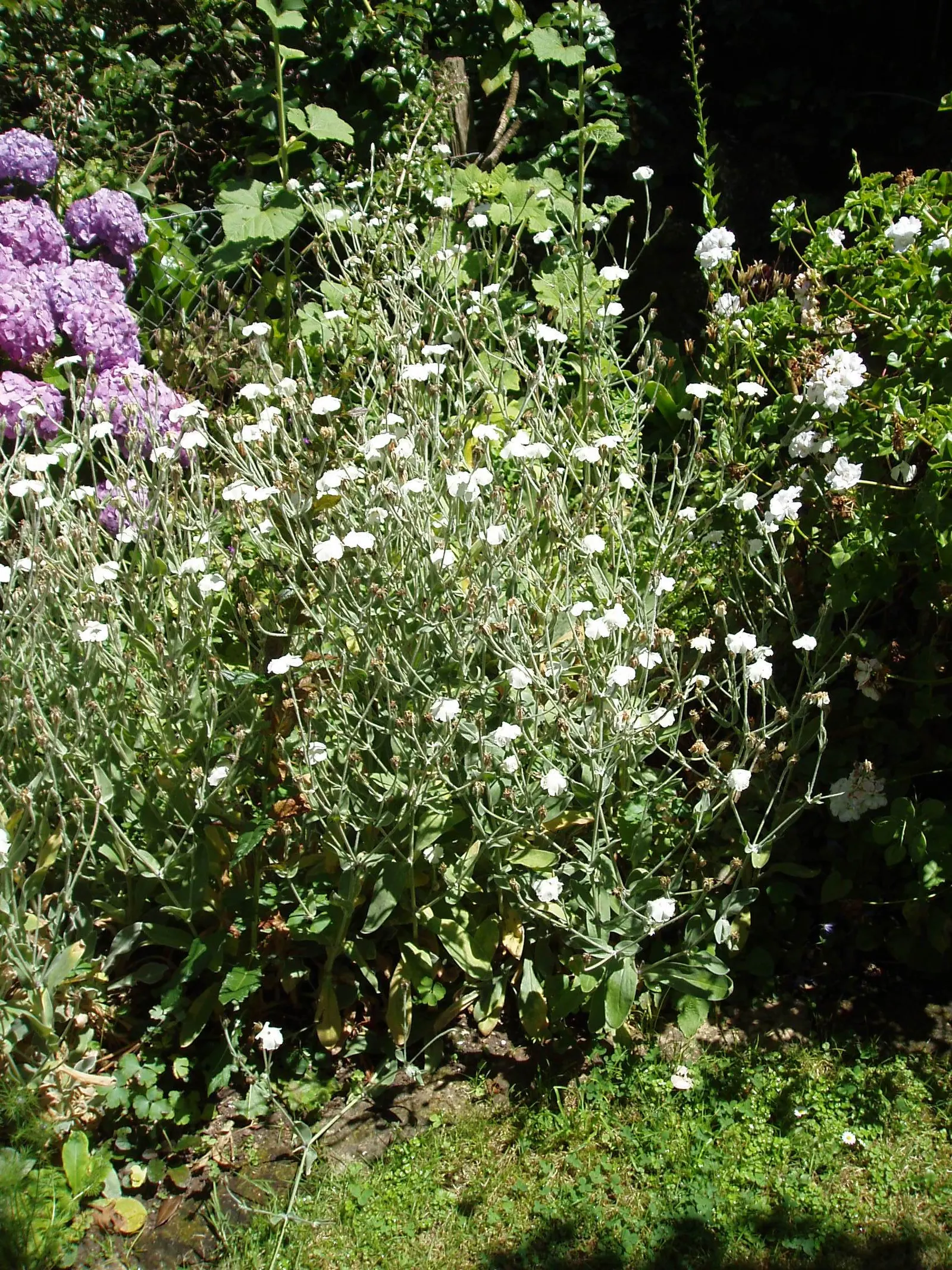 Rose Campion (Lychnis Coronaria) — Known for its luminous flowers; ensuring a perennial show of color, image 65