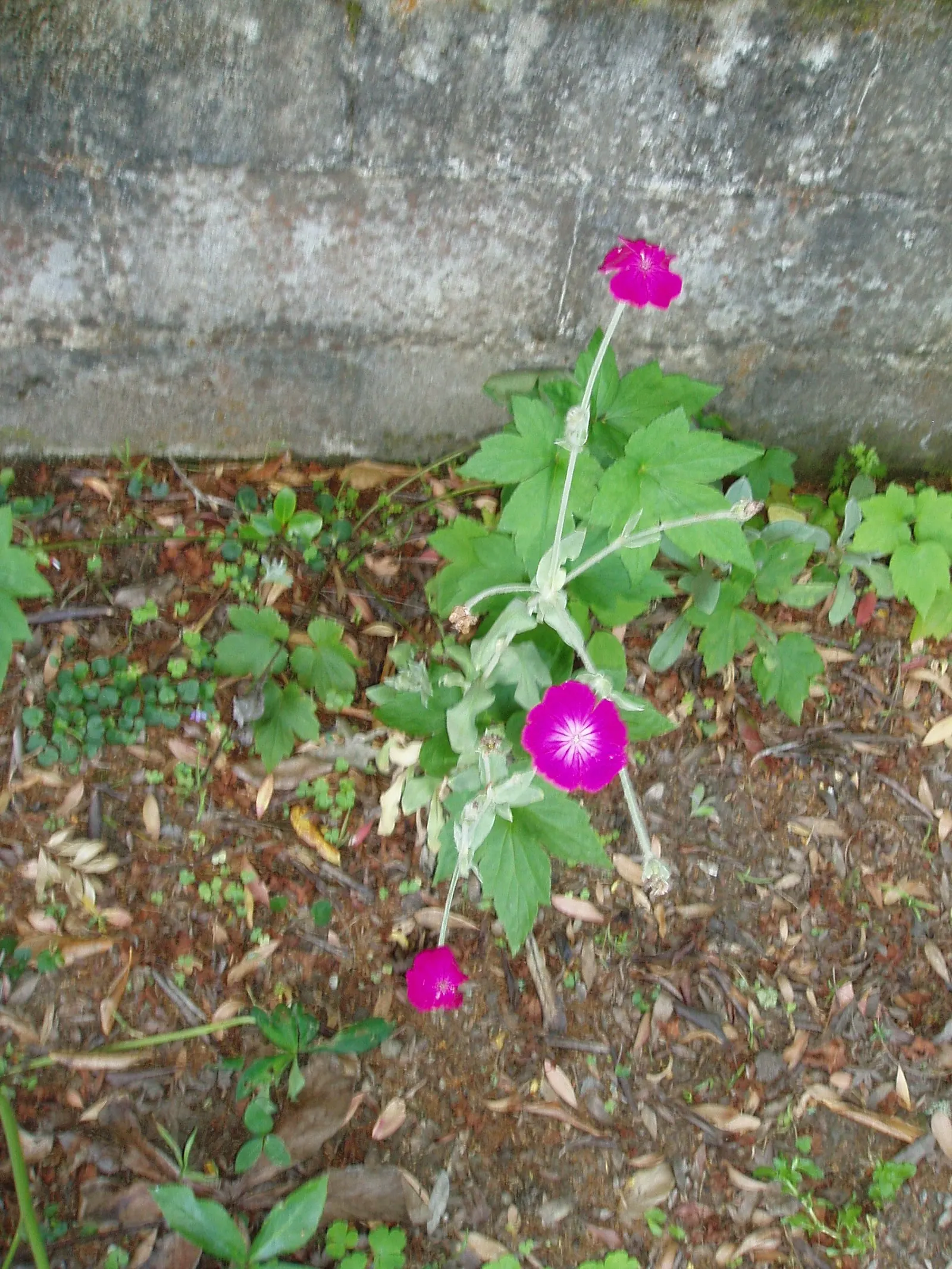 Rose Campion (Lychnis Coronaria) — enhancing the garden's ecological value.<br><br>Whether used in mass plantings or as accent points; encourage, image 88