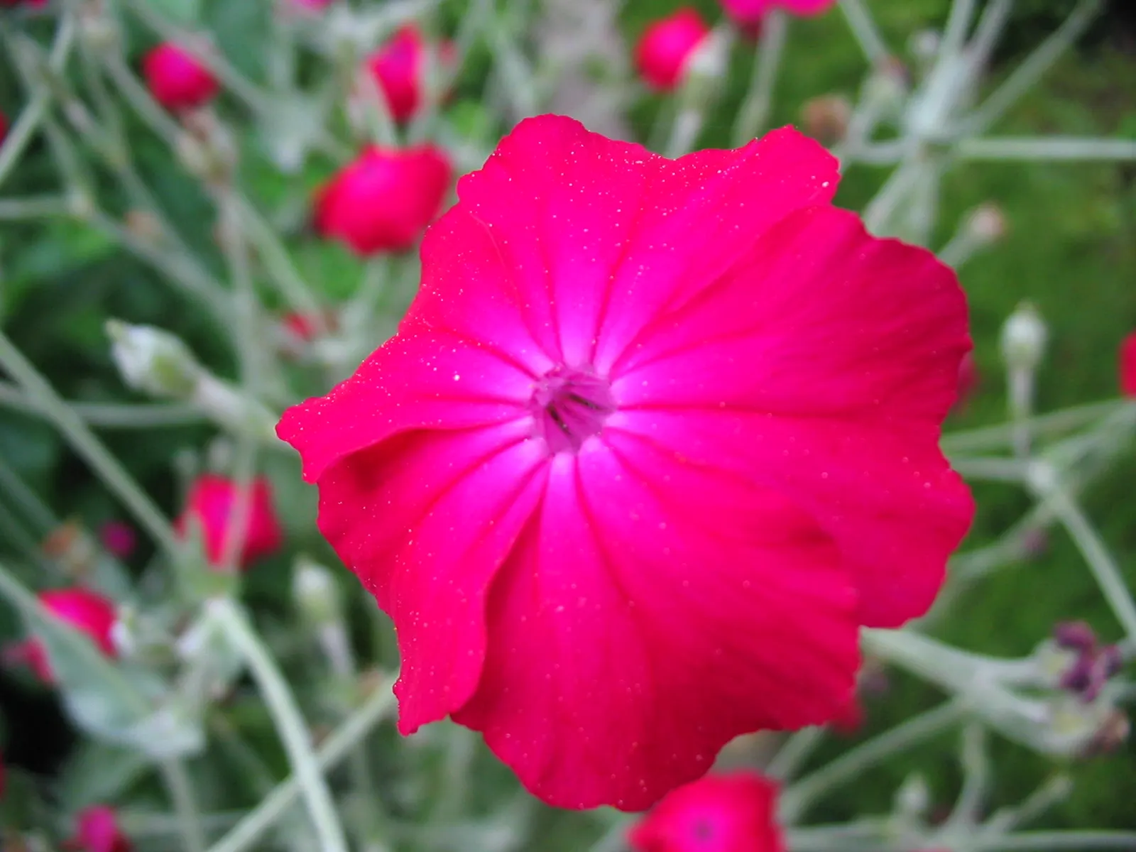 Rose Campion (Lychnis Coronaria) — perennial with red blooms; such as Echinacea or Salvia, image 92