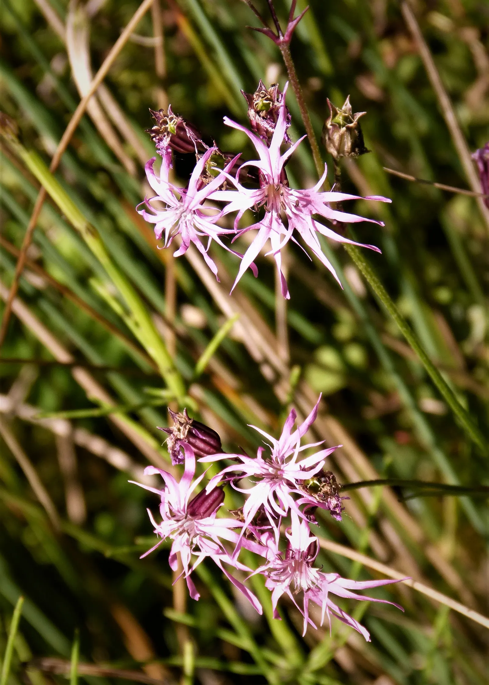 Rose Campion (Lychnis Coronaria) — When designing landscapes
