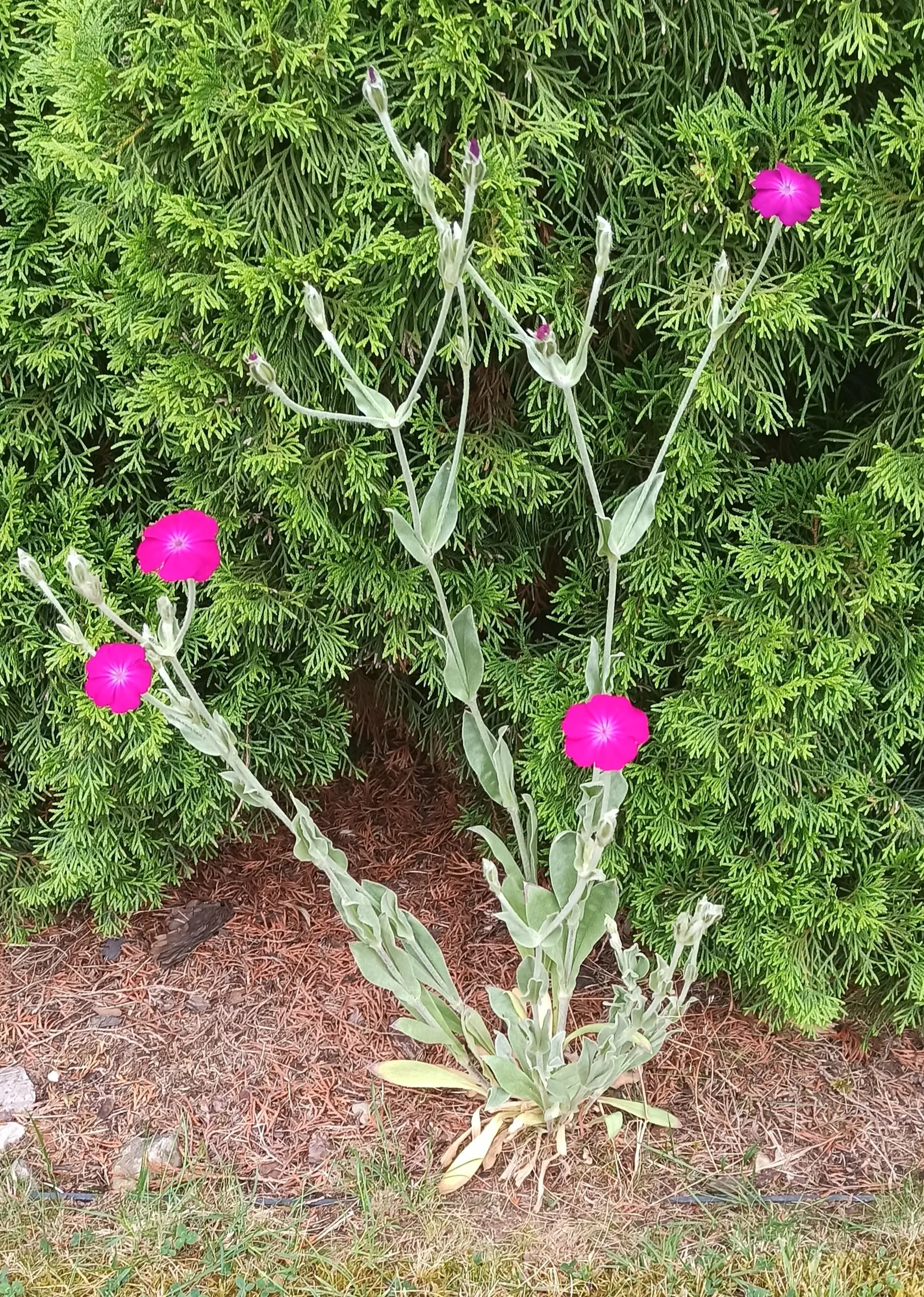 Rose Campion (Lychnis Coronaria) — it creates a stunning contrast against the intense crimson or magenta blooms that arise in early summer; it, image 165