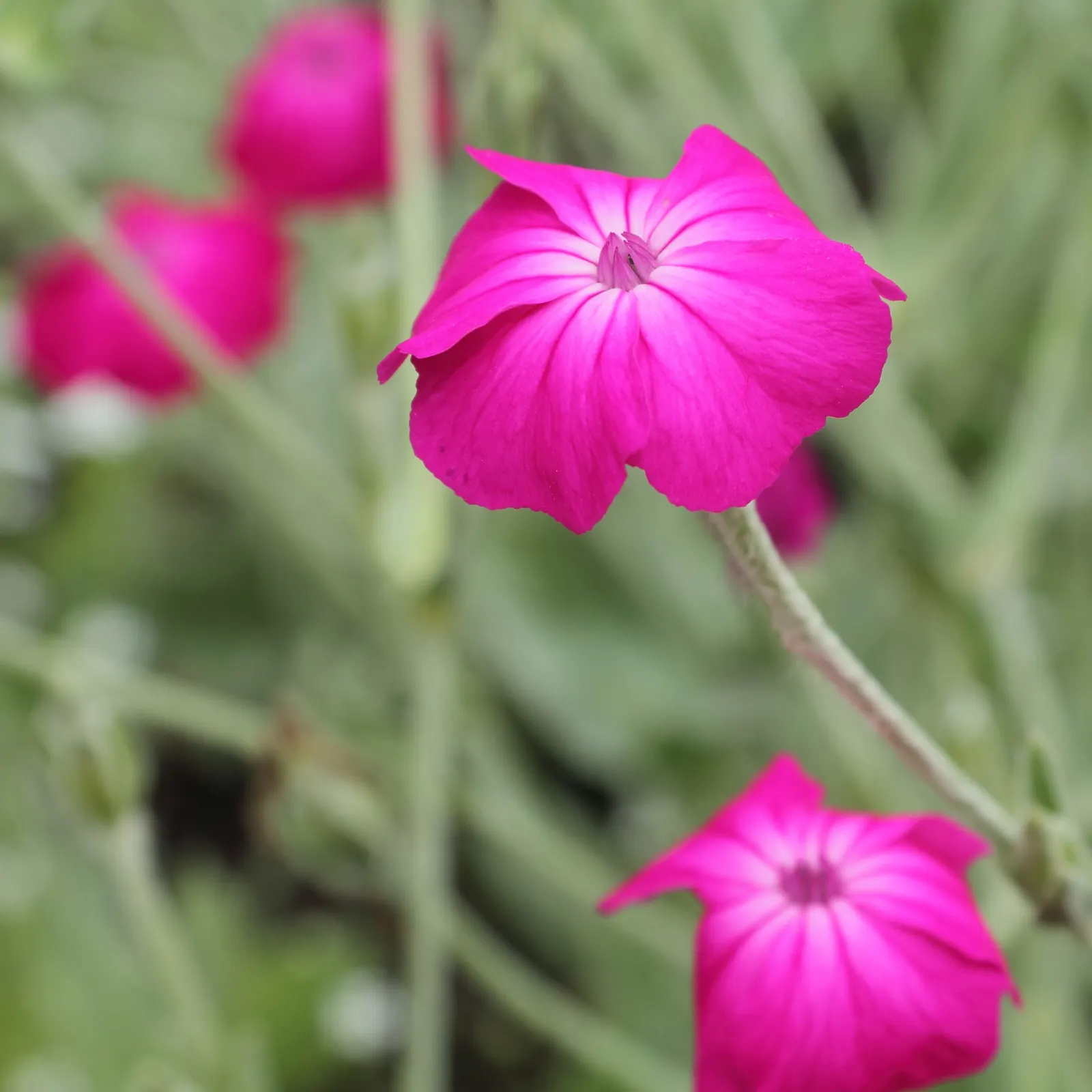 Rose Campion (Lychnis Coronaria) — ensuring a perennial show of color