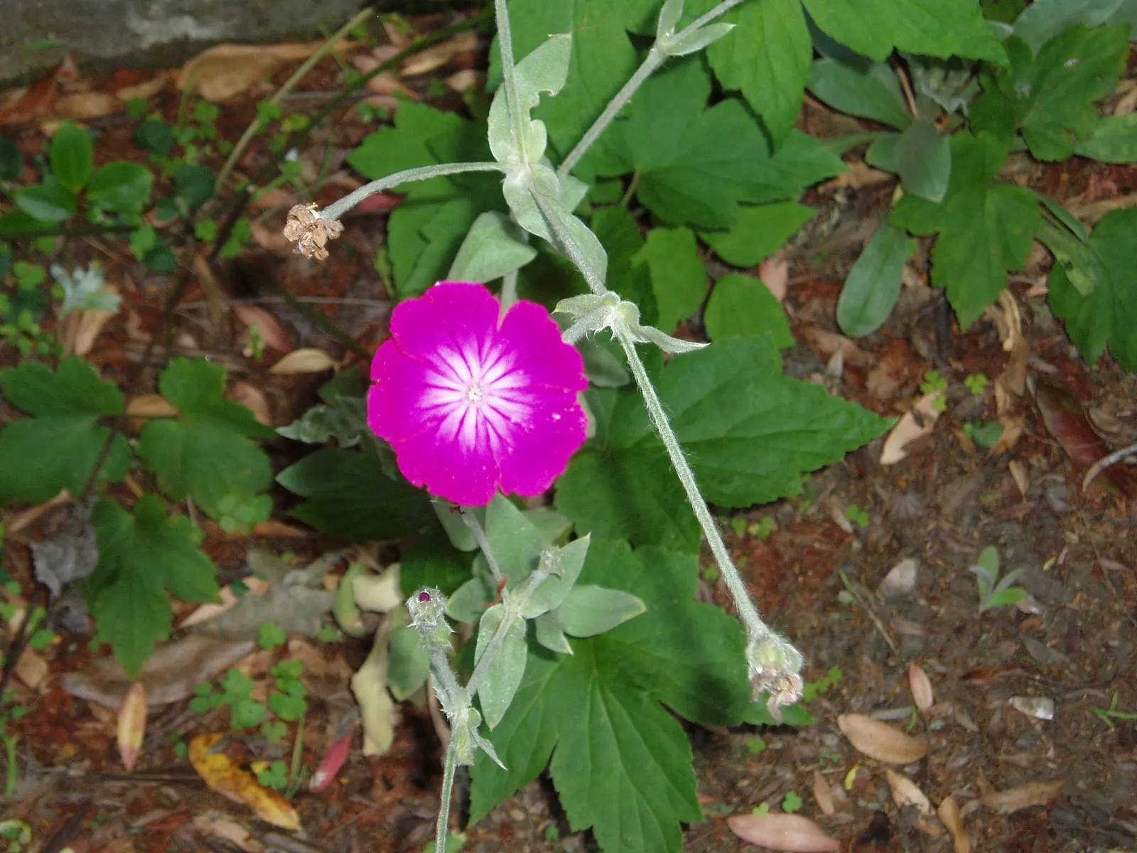 Rose Campion (Lychnis Coronaria) — The plant self-seeds readily