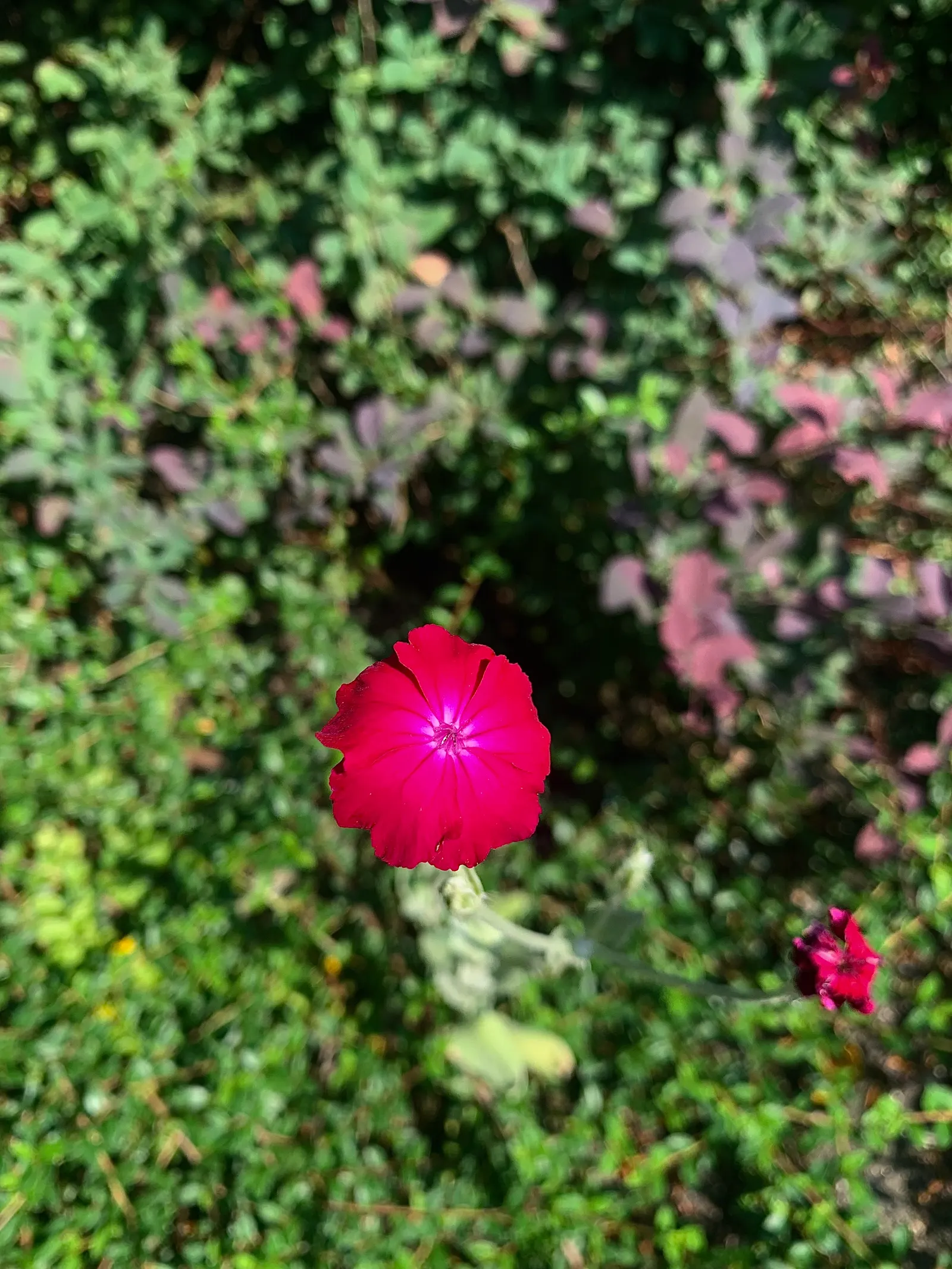 Rose Campion (Lychnis Coronaria) — blooming from late spring to midsummer; as the vivid blossoms are attractive to bees and butterflies, image 66