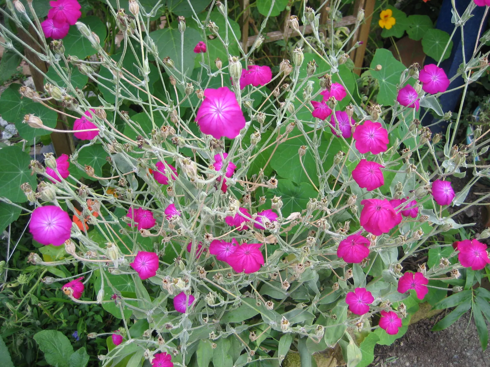 Rose Campion (Lychnis Coronaria) — It typically reaches 2-3 feet in height and spreads about 1-1.5 feet; the flowers are perched atop erect stems, image 126