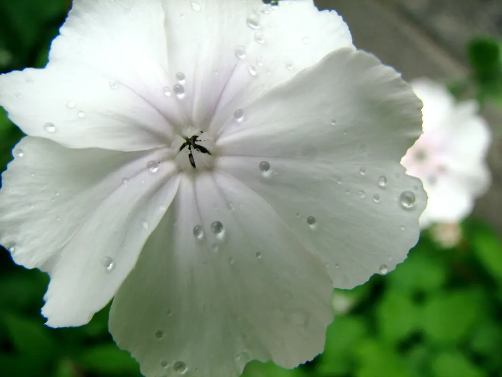 Rose Campion (Lychnis Coronaria) — making it a low-maintenance choice for gardeners seeking maximum impact with minimal effort, image 78