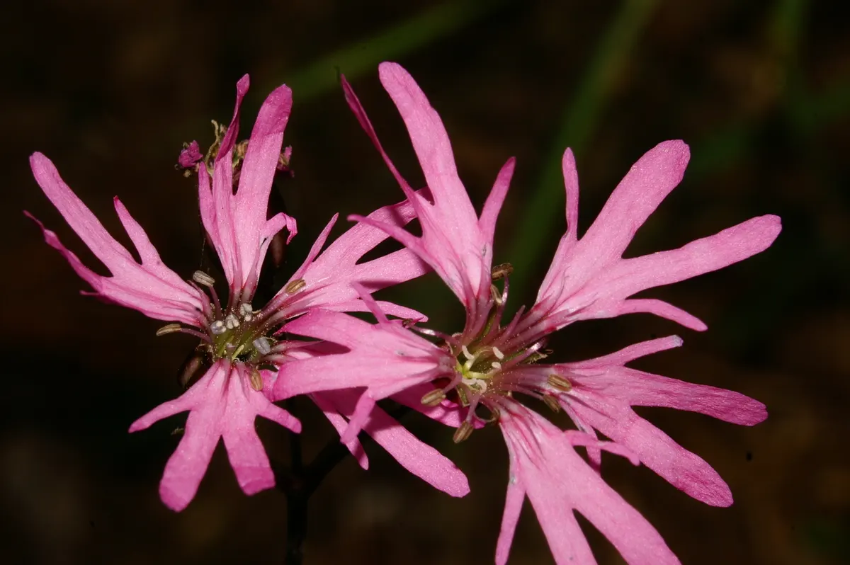 Rose Campion (Lychnis Coronaria) — with a spread of about 1 to 1.5 feet; when designing landscapes, image 136