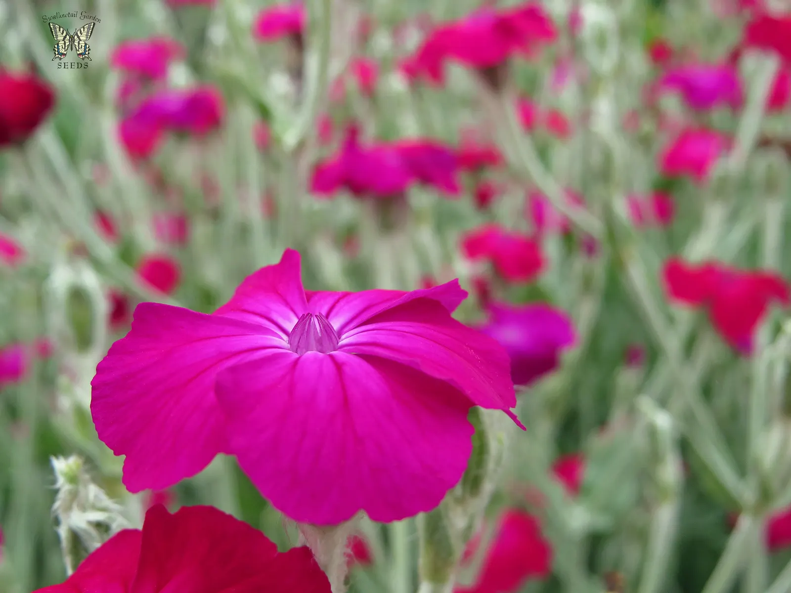 Rose Campion (Lychnis Coronaria) — it provides excellent contrast in borders or wildflower gardens; rose Campion (Lychnis coronaria) is a striking, image 67