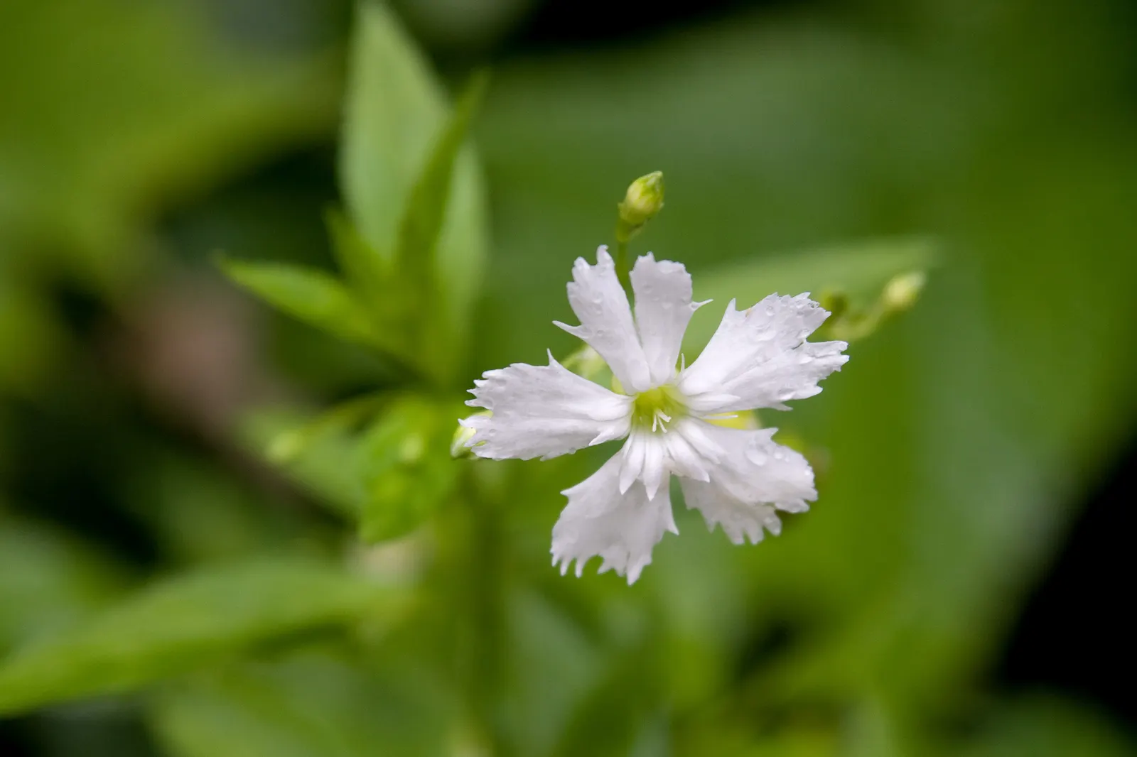 Rose Campion (Lychnis Coronaria) — Prefers full sun and well-drained soil; scientifically referred to as Lychnis coronaria, image 161