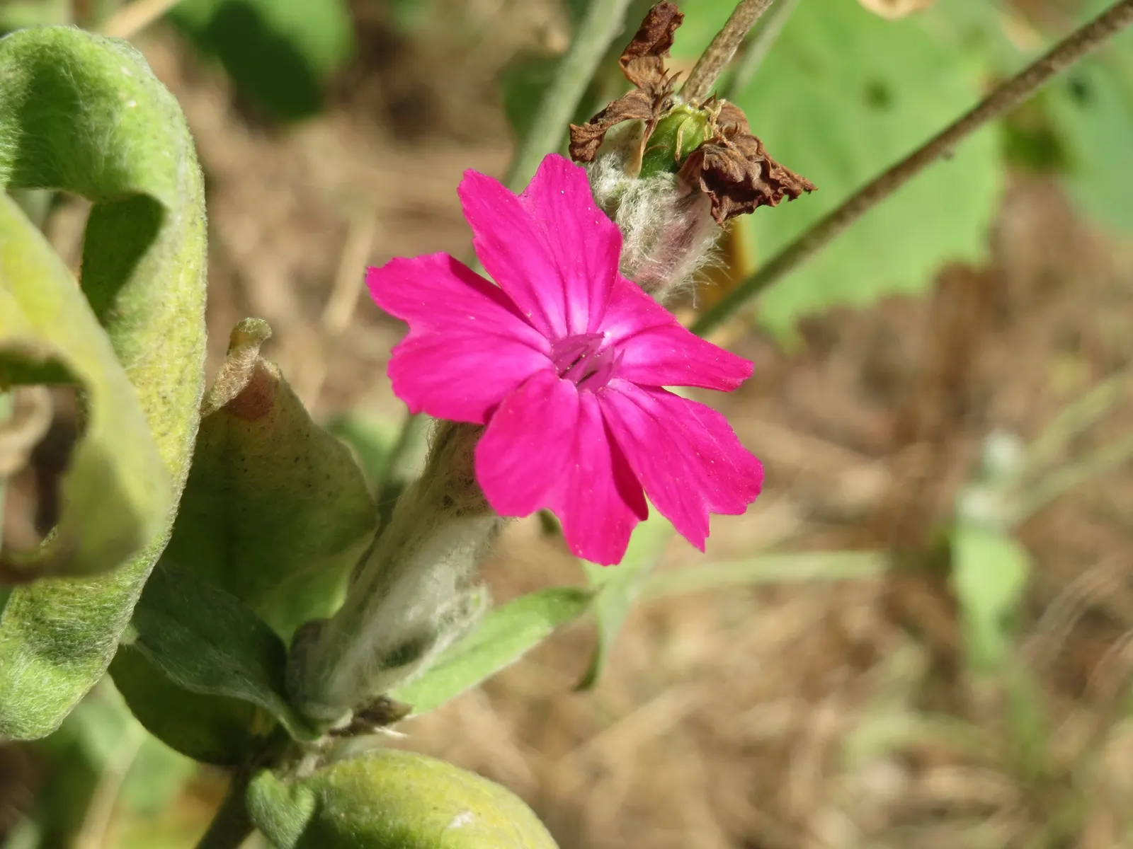 Rose Campion (Lychnis Coronaria) — creating a visual spectacle in formal borders or cottage gardens alike.<br><br>Hardy in USDA zones 4 through 8, image 75