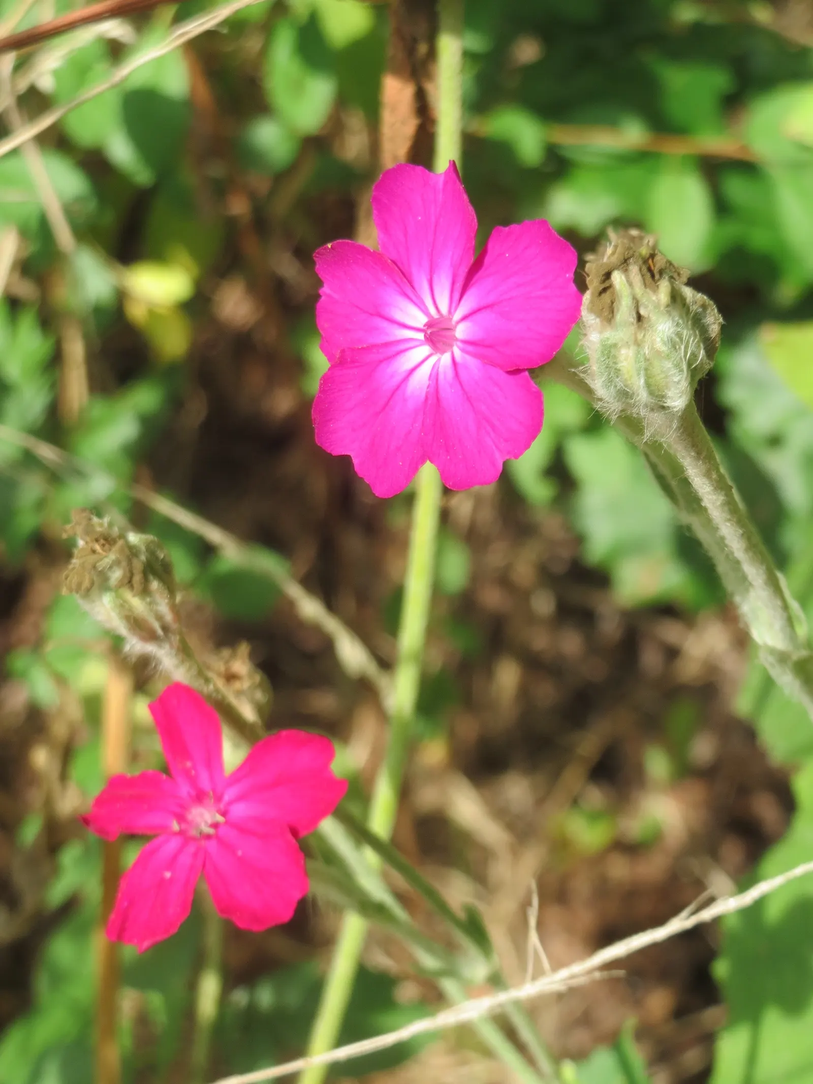 Rose Campion (Lychnis Coronaria) — Lychnis coronaria's visual appeal is undeniable; perennial for full or half, image 89