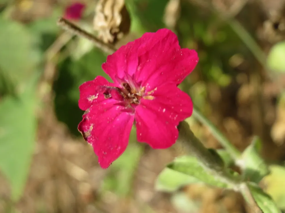 Rose Campion (Lychnis Coronaria) — such as Echinacea or Salvia; consider pairing them with other perennials that complement their striking foliage, image 83