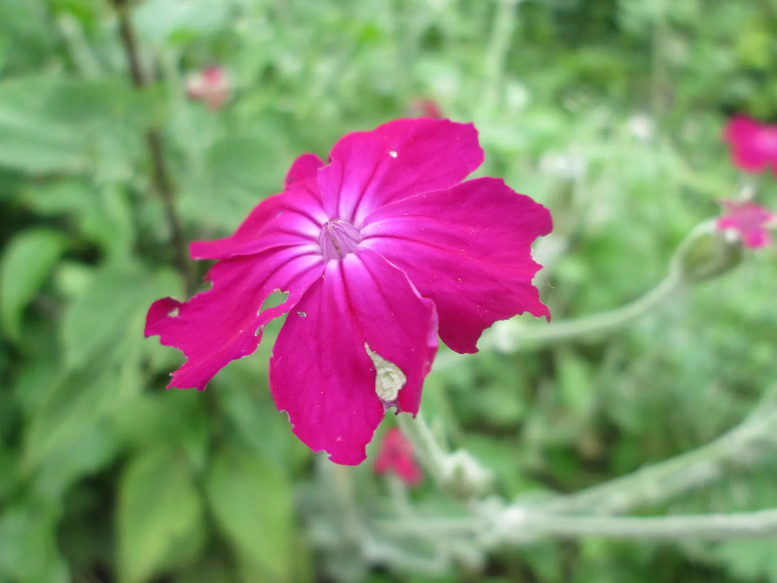 Rose Campion (Lychnis Coronaria) — Encourage your client to watch for pollinators; it creates a stunning contrast against the intense crimson or magenta blooms