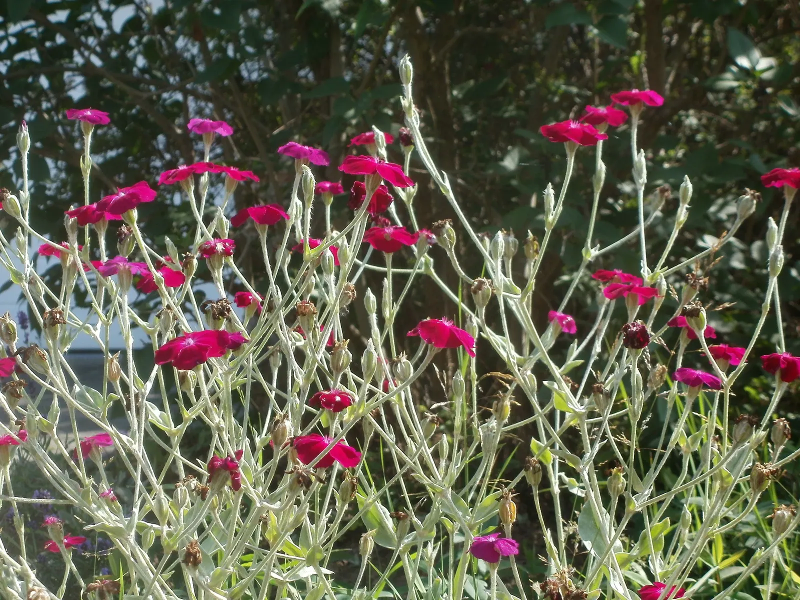 Rose Campion (Lychnis Coronaria) — red flowers in the garden