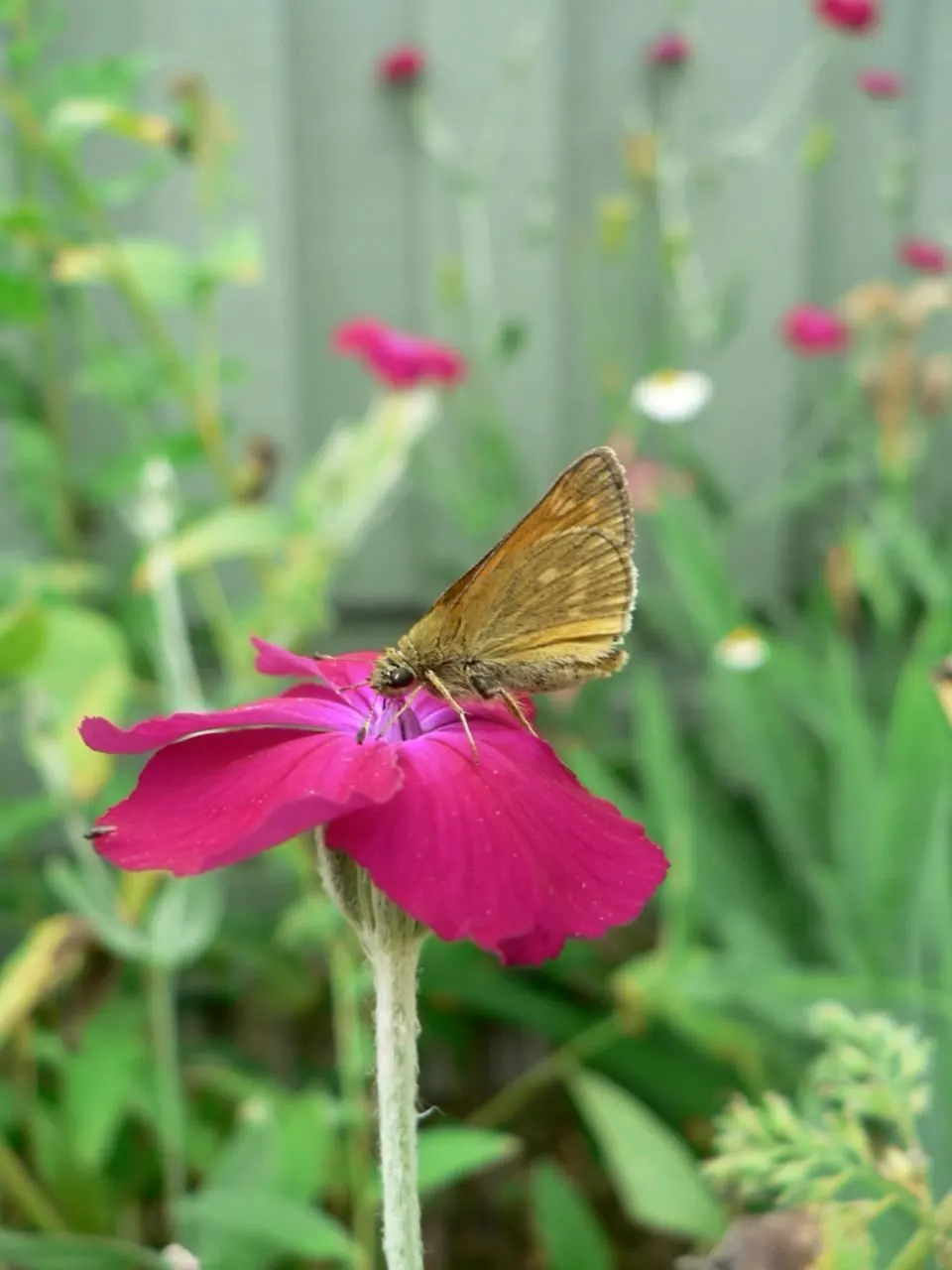 Rose Campion (Lychnis Coronaria) — making it a low-maintenance choice for gardeners seeking maximum impact with minimal effort