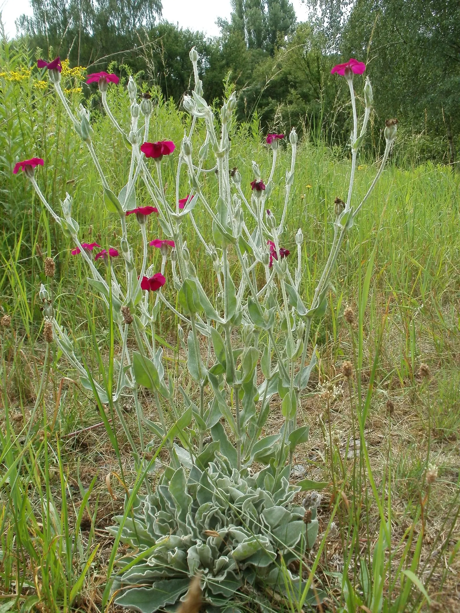 Rose Campion (Lychnis Coronaria) — ensuring a perennial show of color; perennial with red blooms