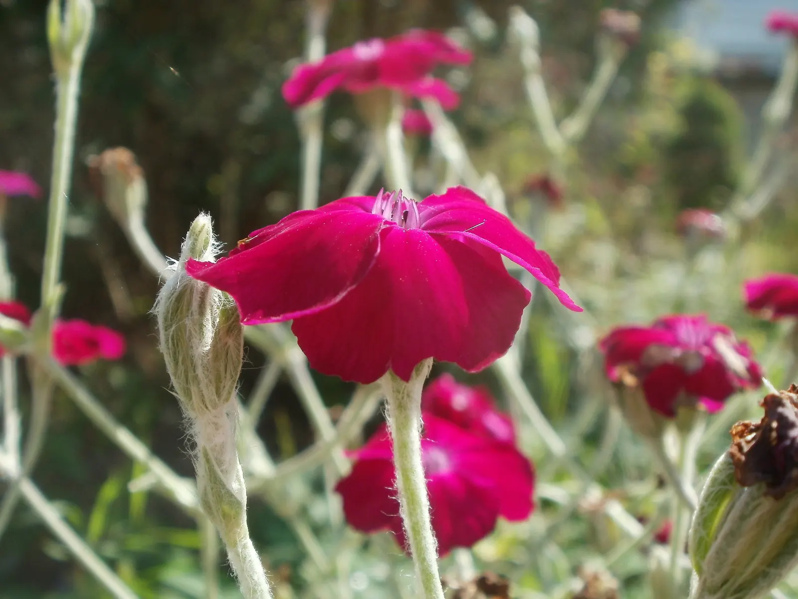 Rose Campion (Lychnis Coronaria) — making it a low-maintenance choice for gardeners seeking maximum impact with minimal effort, image 171
