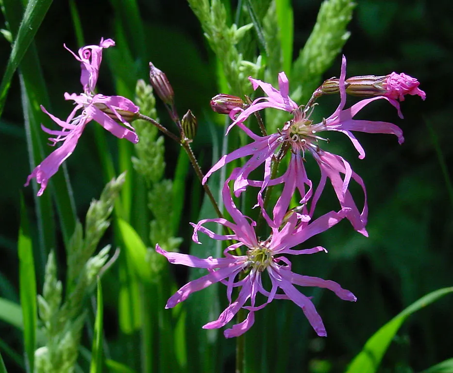Rose Campion (Lychnis Coronaria) — creating a visual spectacle in formal borders or cottage gardens alike.<br><br>Hardy in USDA zones 4 through 8; enhancing