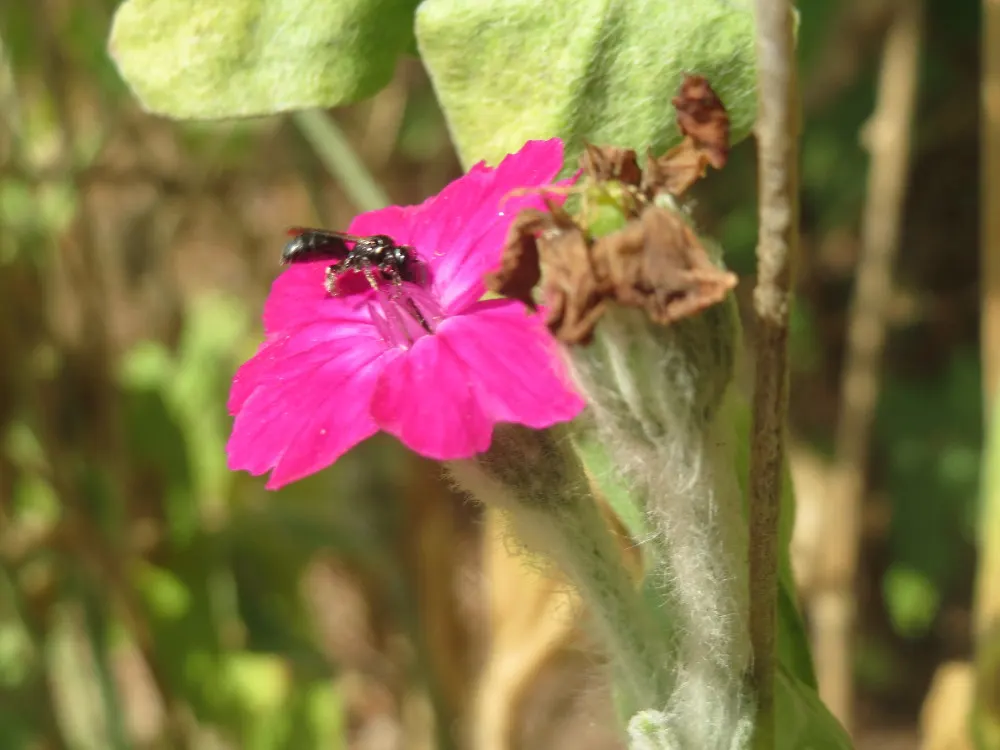 Rose Campion (Lychnis Coronaria) — The flowers are perched atop erect stems that can reach heights between 2 to 3 feet; with a spread of about 1 to, image 104